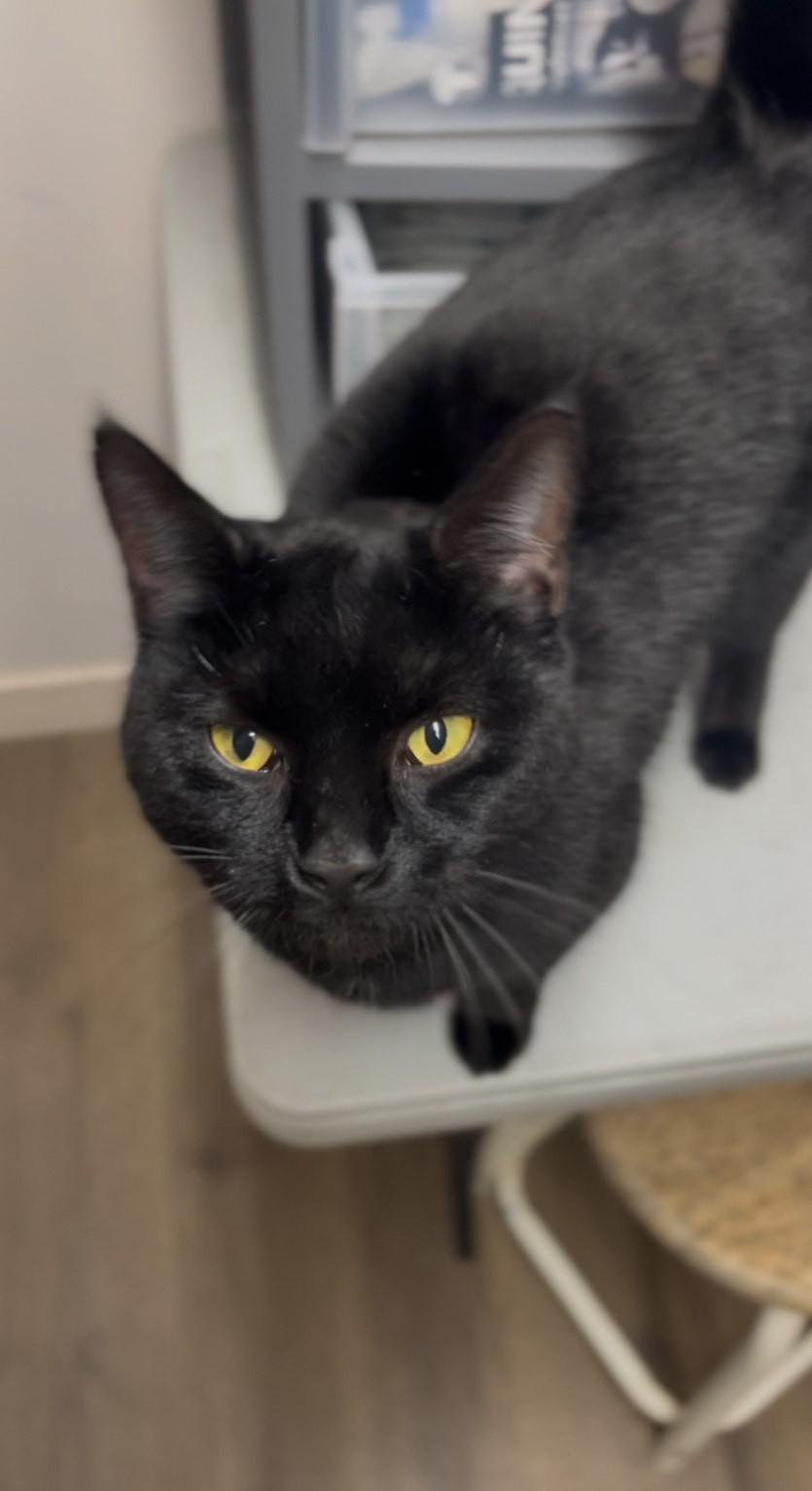 Paperclip, a ADOPTABLE Domestic Short Hair in Orleans, VT image 2/2