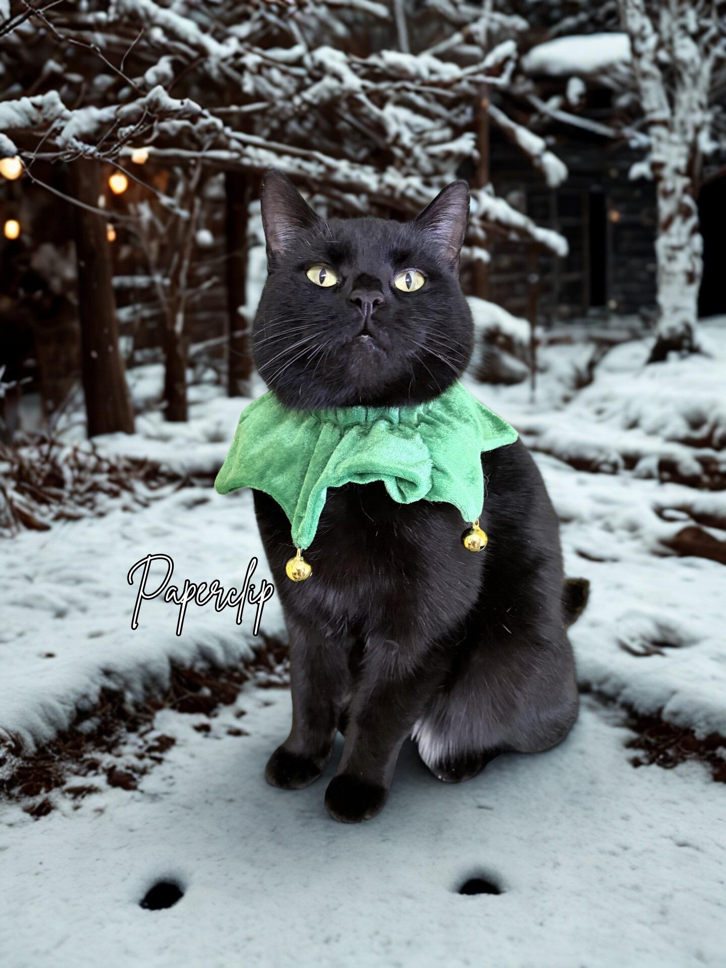 Paperclip, ADOPTABLE, Adult Female Domestic Short Hair.