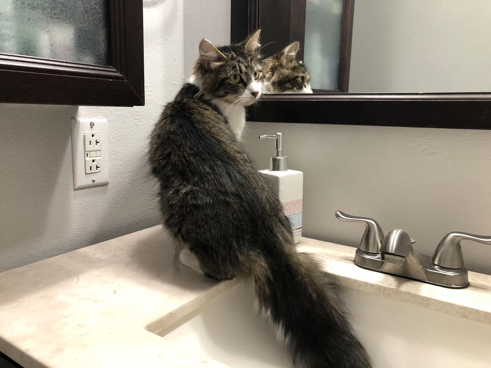 Enlarge Fluffy, a Adopted Domestic Long Hair in East Derry, NH image 1/3