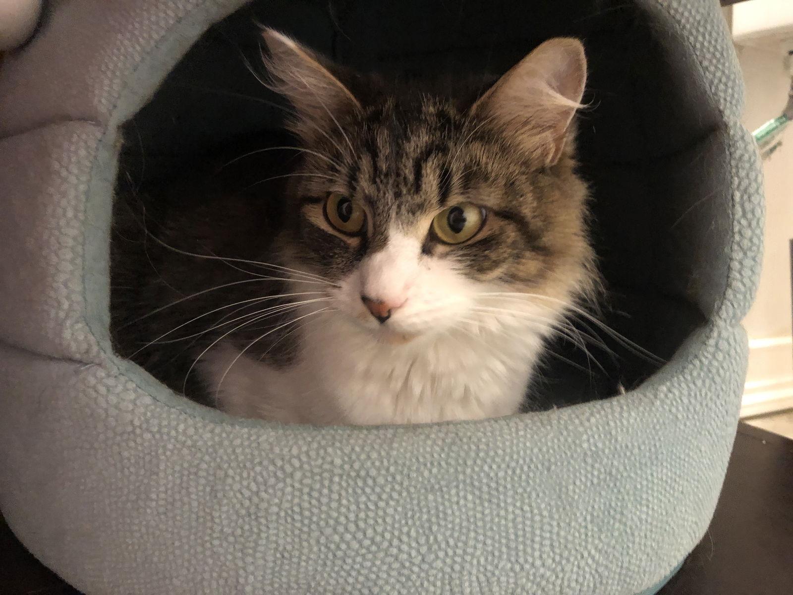 Enlarge Fluffy, a Adopted Domestic Long Hair in East Derry, NH image 2/3