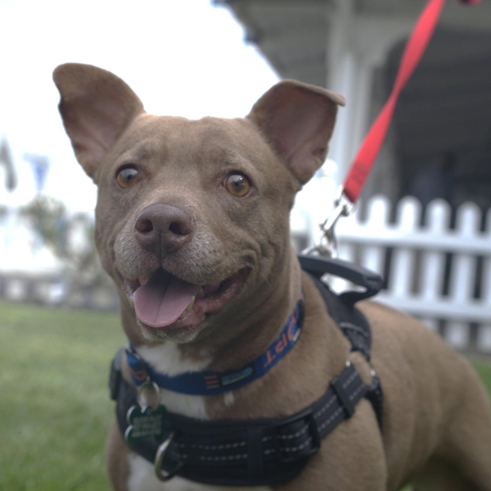 Candy, Adopted, Adult Female Chihuahua.