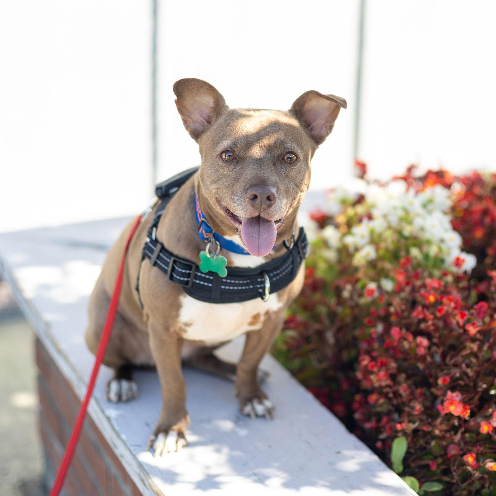 Enlarge Candy, a Adopted Chihuahua in San Jose, CA image 3/3