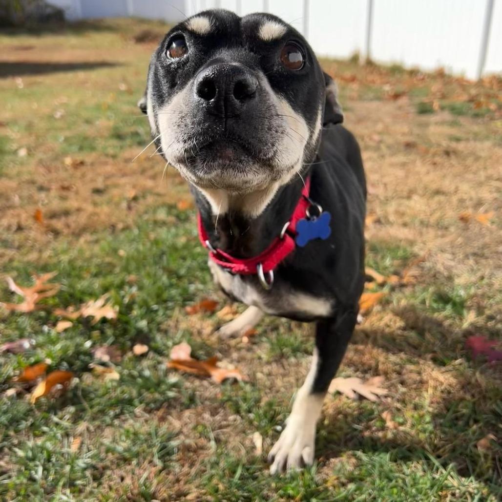 Minnie, Adoptable, Adult Female Beagle & Terrier.