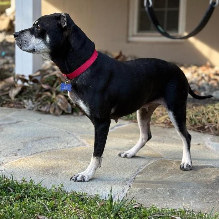 Minnie, a Adoptable mixed breed in Potomac, MD image 2/6
