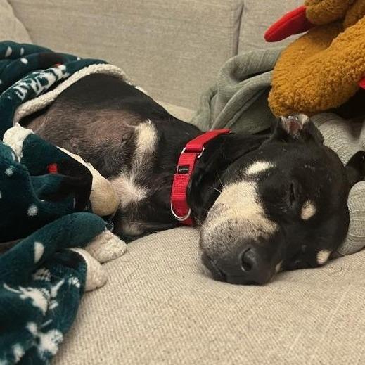 Enlarge Minnie, a Adoptable mixed breed in Potomac, MD image 1/6