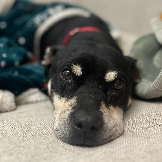 Enlarge Minnie, a Adoptable mixed breed in Potomac, MD image 2/6