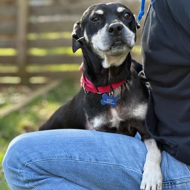 Enlarge Minnie, a Adoptable mixed breed in Potomac, MD image 3/6