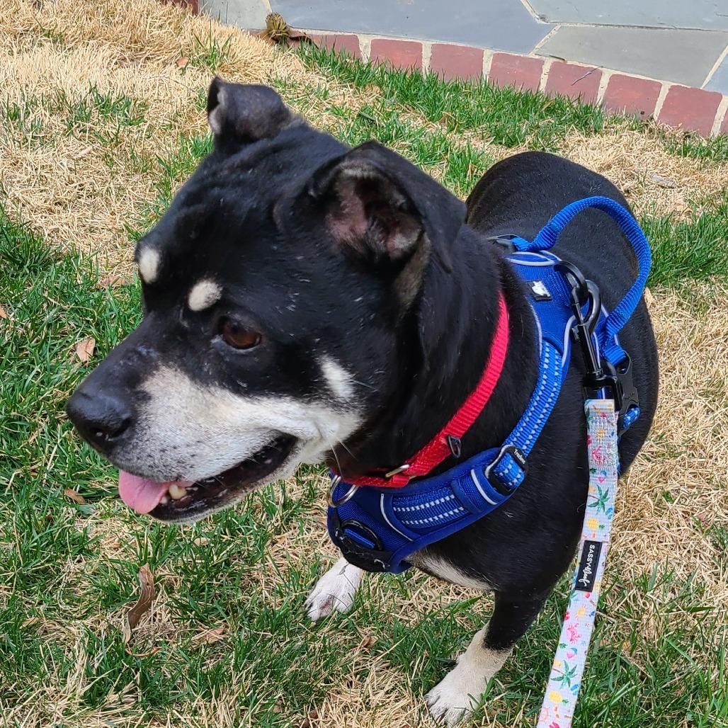 Enlarge Minnie, a Adoptable mixed breed in Potomac, MD image 4/6