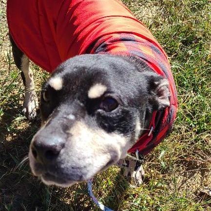 Enlarge Minnie, a Adoptable mixed breed in Potomac, MD image 6/6