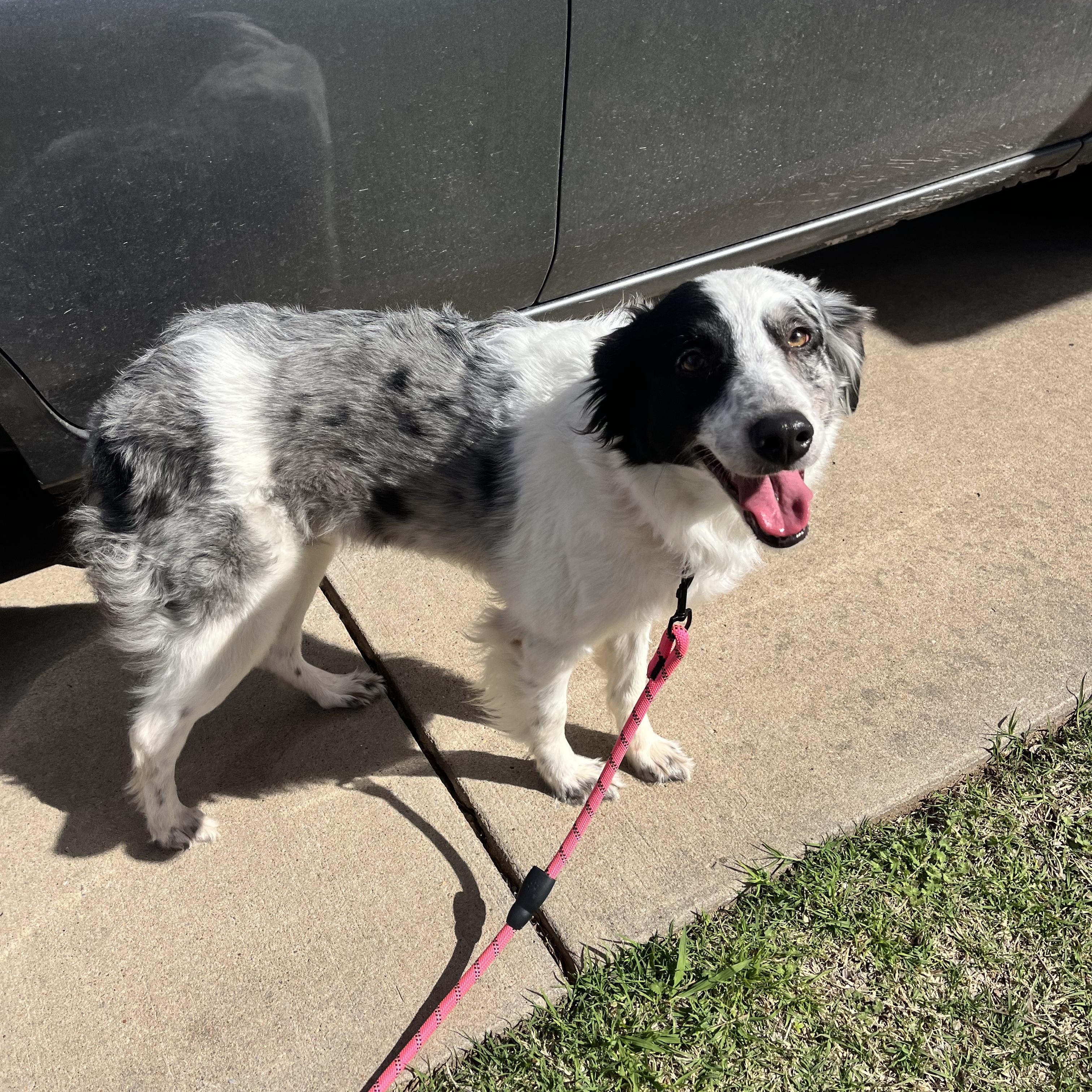 Enlarge Cookie, a ADOPTABLE mixed breed in Geronimo, OK image 1/3