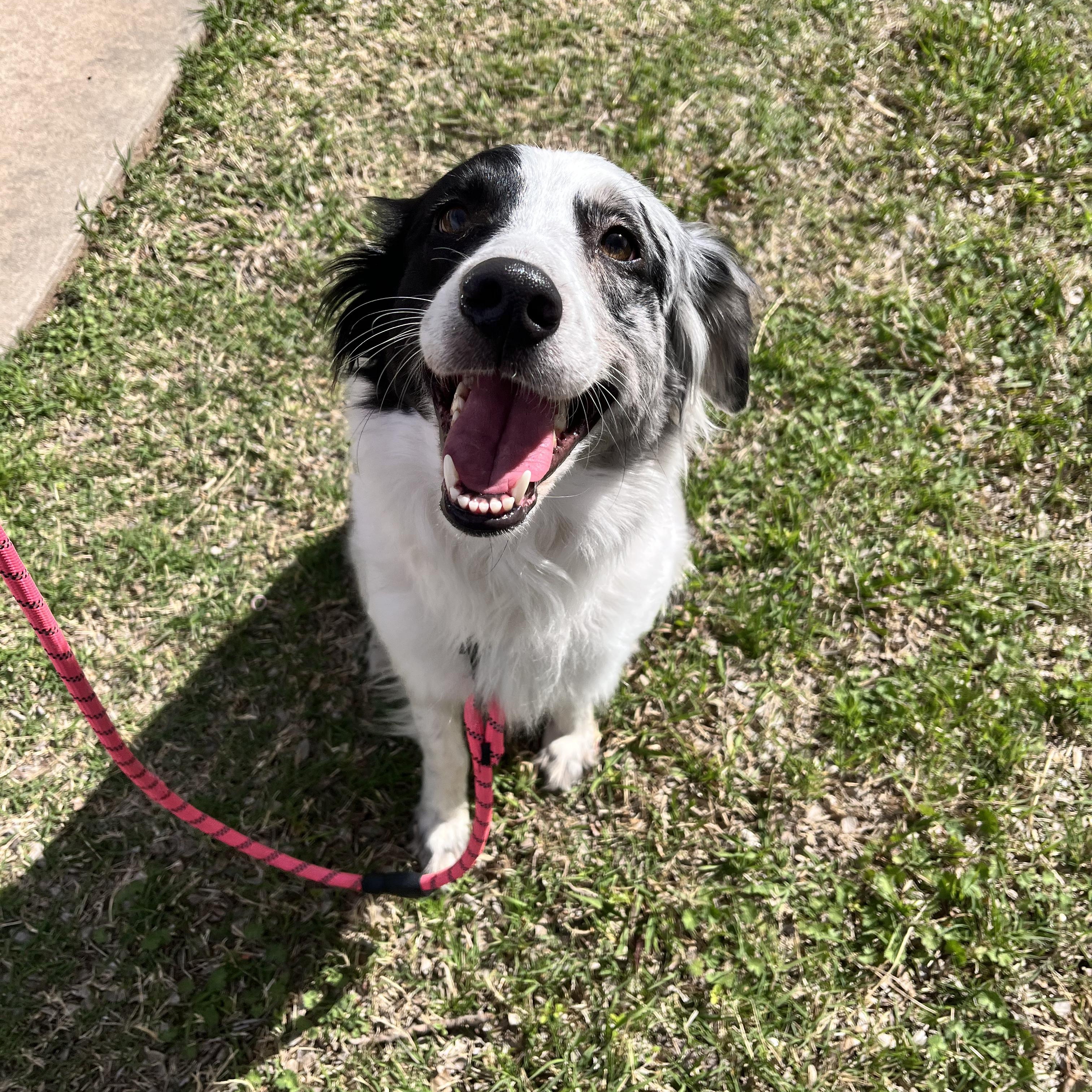 Enlarge Cookie, a ADOPTABLE mixed breed in Geronimo, OK image 2/3