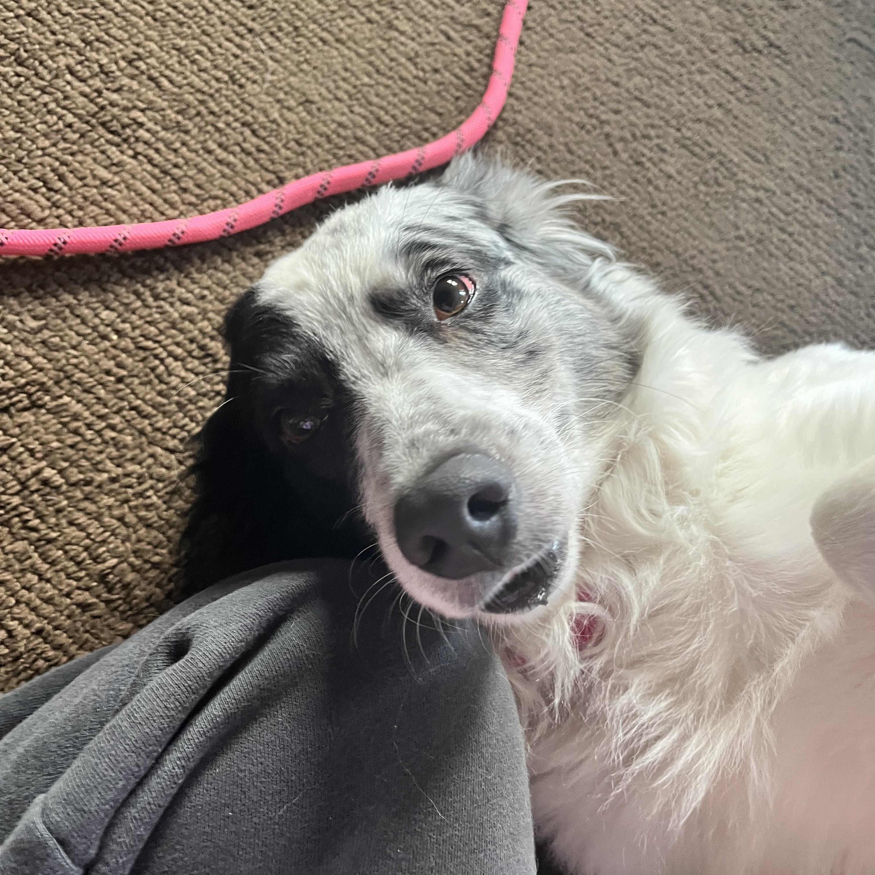 Enlarge Cookie, a ADOPTABLE mixed breed in Geronimo, OK image 3/3