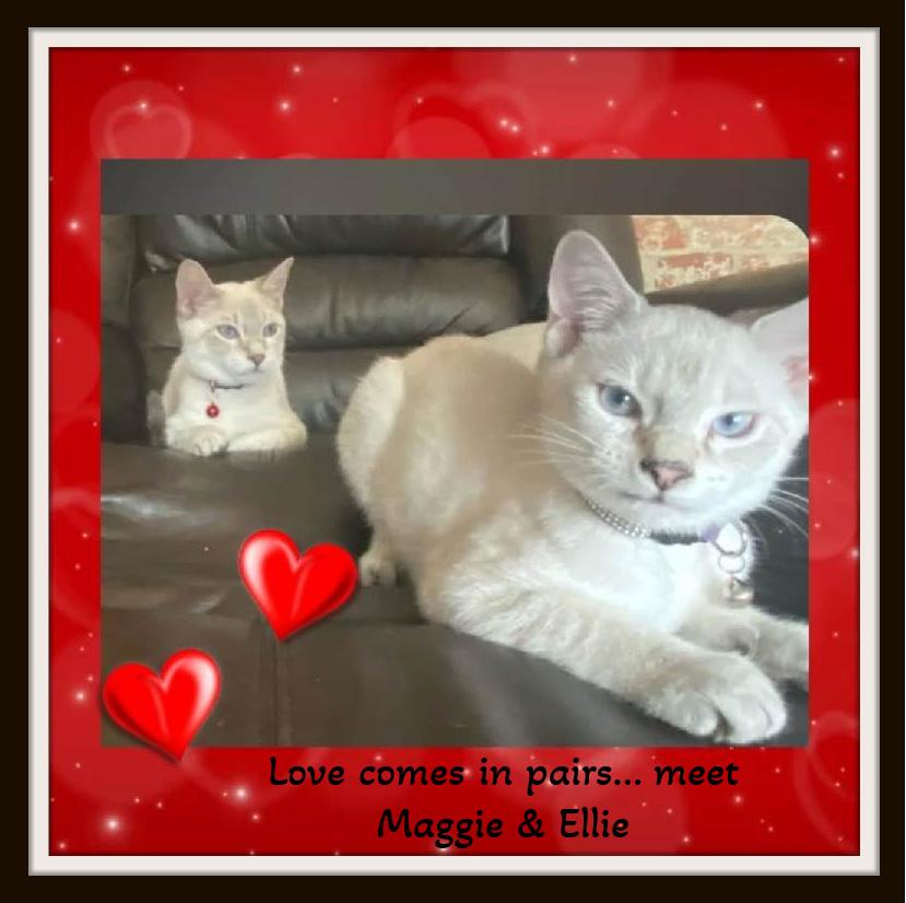 Enlarge Love comes in pairs… meet Maggie & Ellie., an adoption pending mixed breed in Winston Salem, NC image 4/4