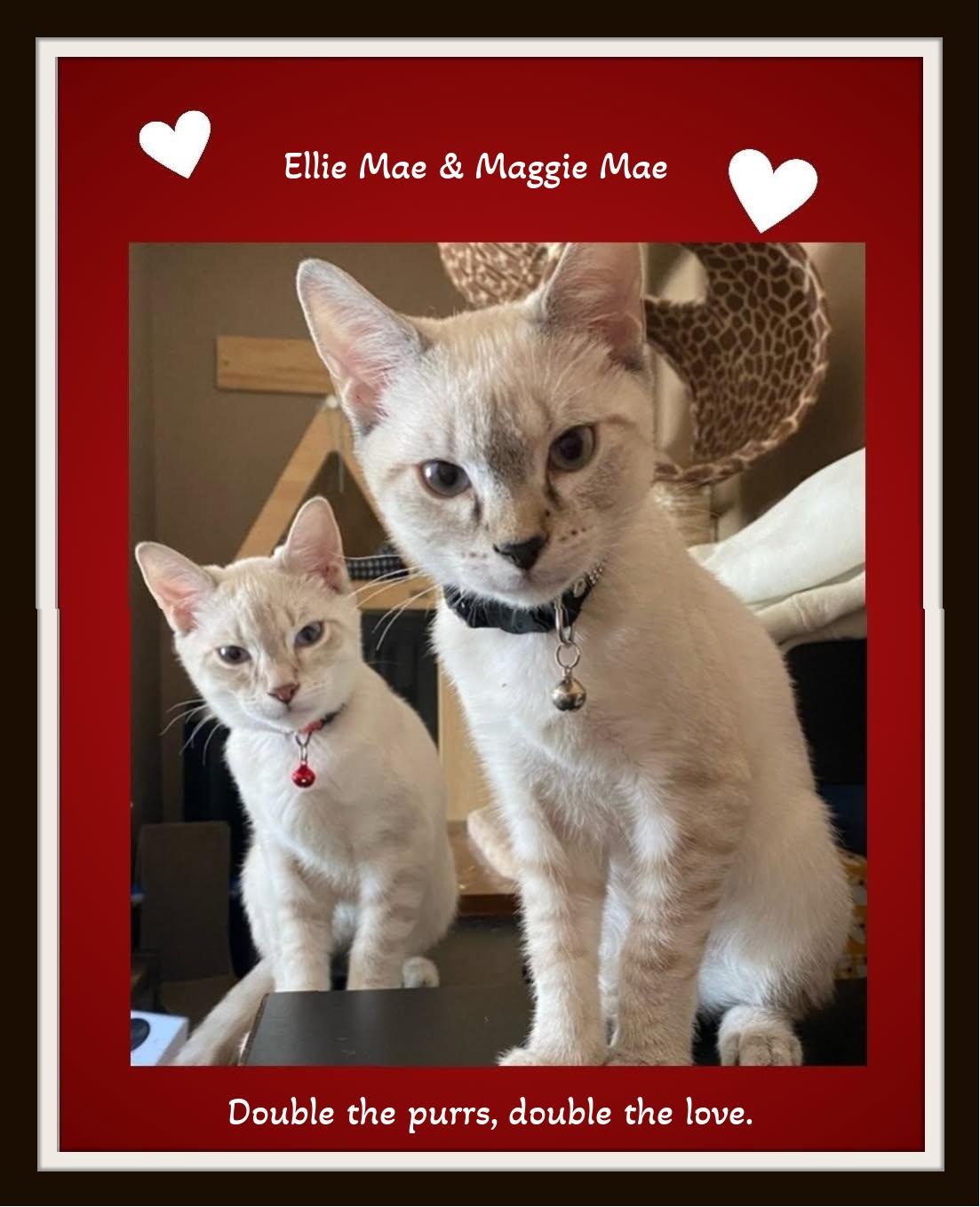 Love comes in pairs… meet Maggie & Ellie., adopted, Kitten Female Siamese & Domestic Short Hair.