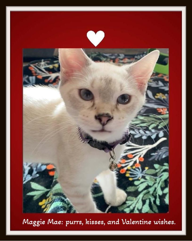 Enlarge Love comes in pairs… meet Maggie & Ellie., an adoption pending mixed breed in Winston Salem, NC image 3/4