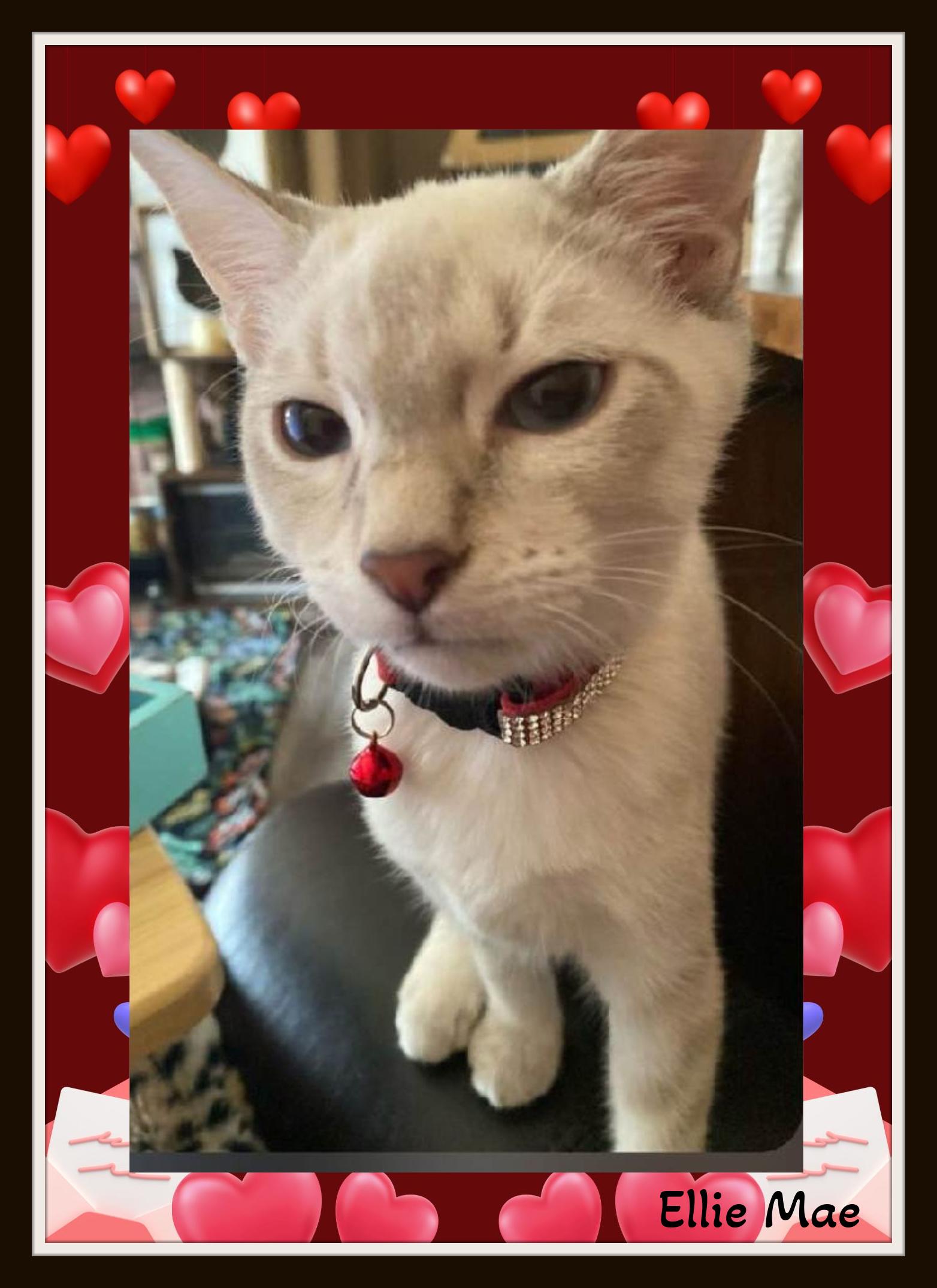 Enlarge Love comes in pairs… meet Maggie & Ellie., an adoption pending mixed breed in Winston Salem, NC image 2/4