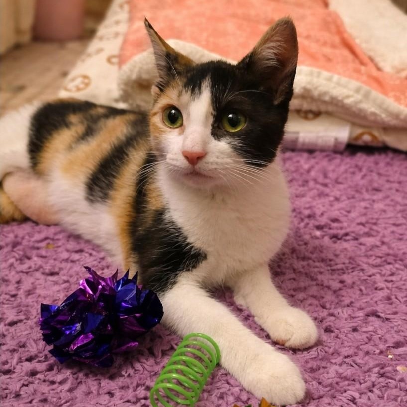 Peaches, a ADOPTABLE Domestic Short Hair in Sewell, NJ image 2/2