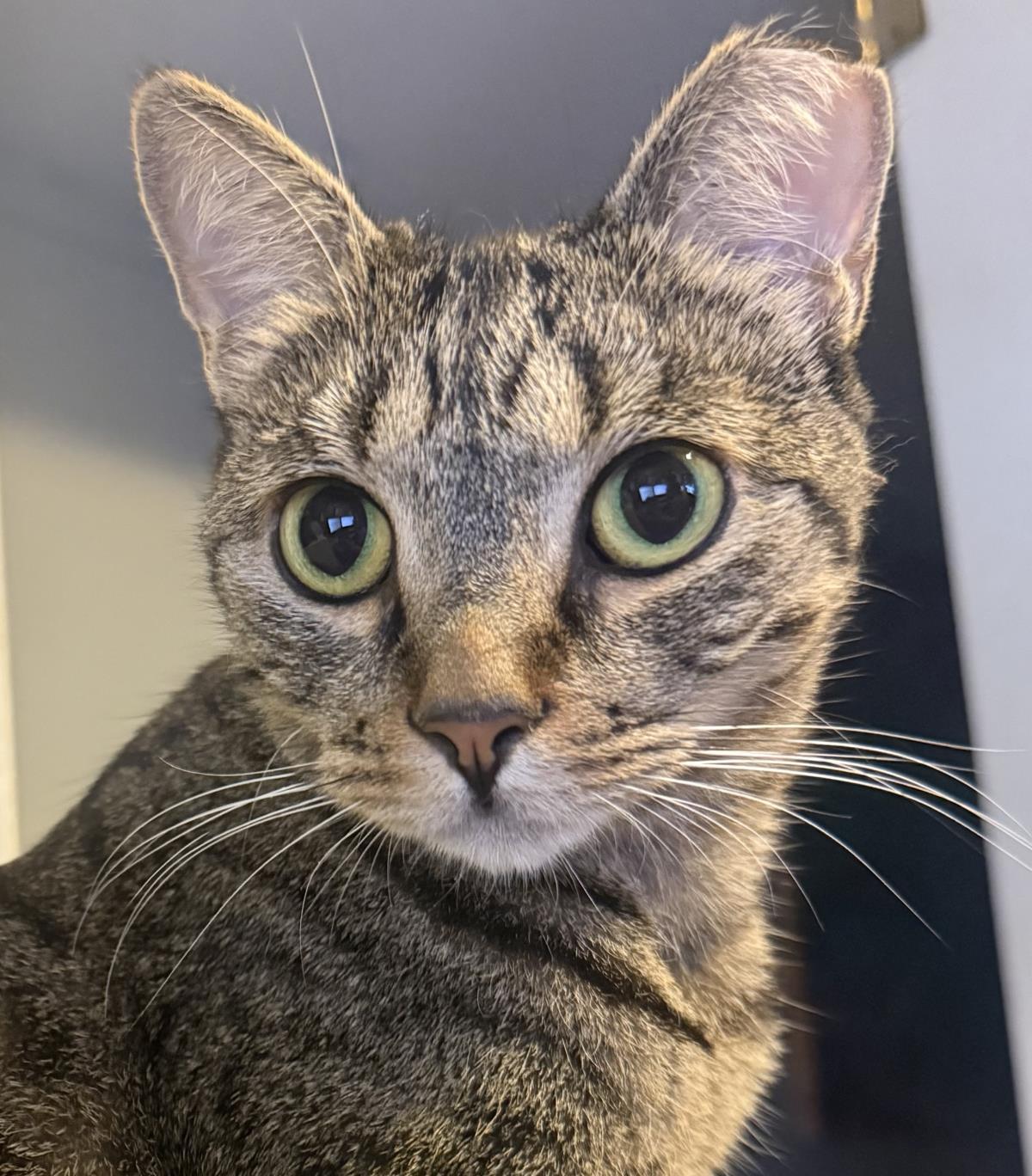 Jody "niko" Davis, Adoptable, Adult Female Domestic Short Hair & Tabby.