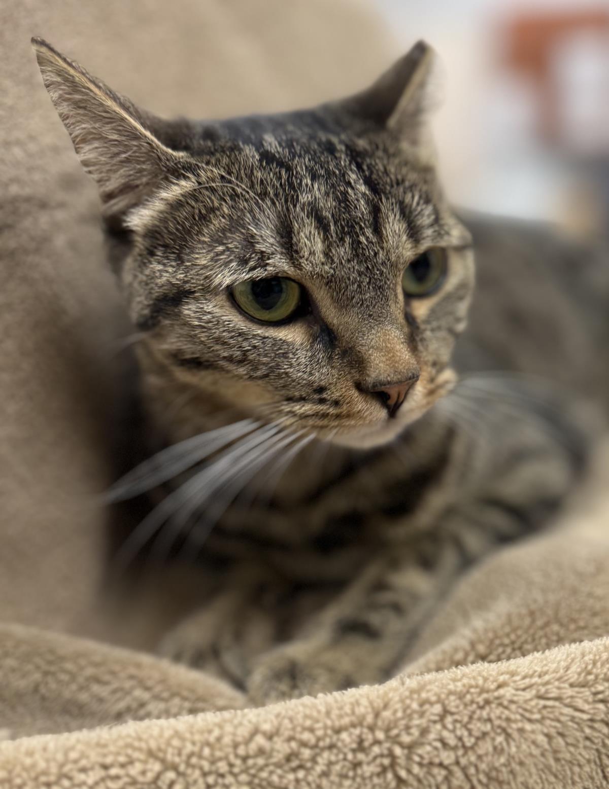 Jody "niko" Davis, a Adoptable mixed breed in Chandler, AZ image 2/3