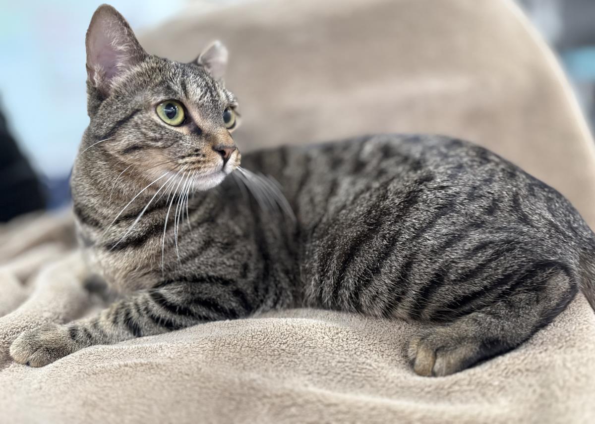 Jody "niko" Davis, a Adoptable mixed breed in Chandler, AZ image 3/3