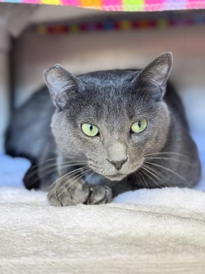 Coconut Cake, Adoptable, Adult Female Domestic Short Hair & Domestic Short Hair.