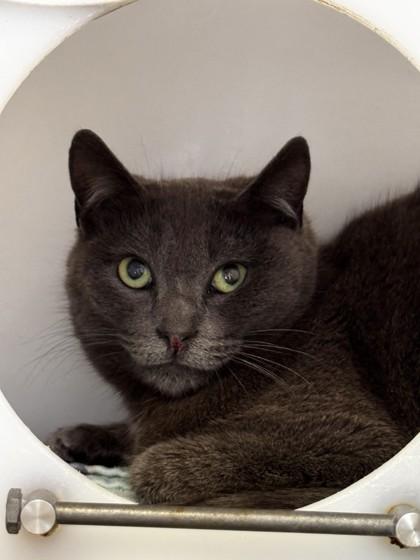 Enlarge Coconut Cake, a Adoptable mixed breed in Roseville, CA image 2/3