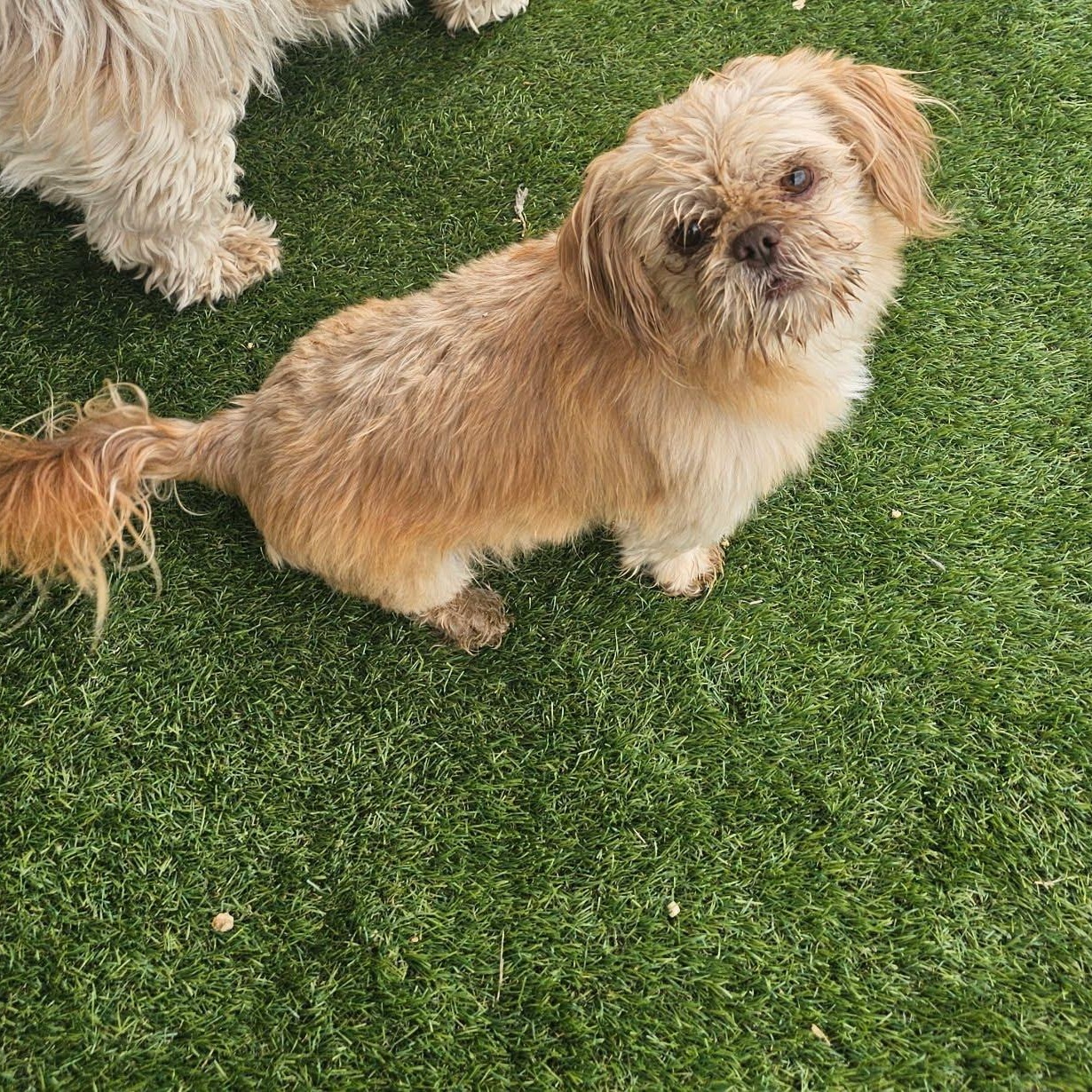 Cash, Adoptable, Young Male Lhasa Apso & Shih Tzu.
