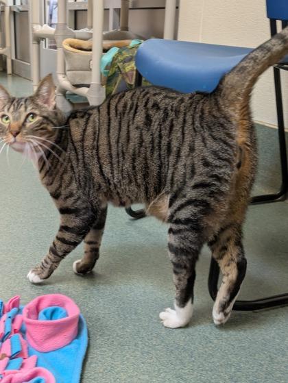 Lucky Cat, Adoptable, Adult Male Domestic Short Hair & Domestic Short Hair.