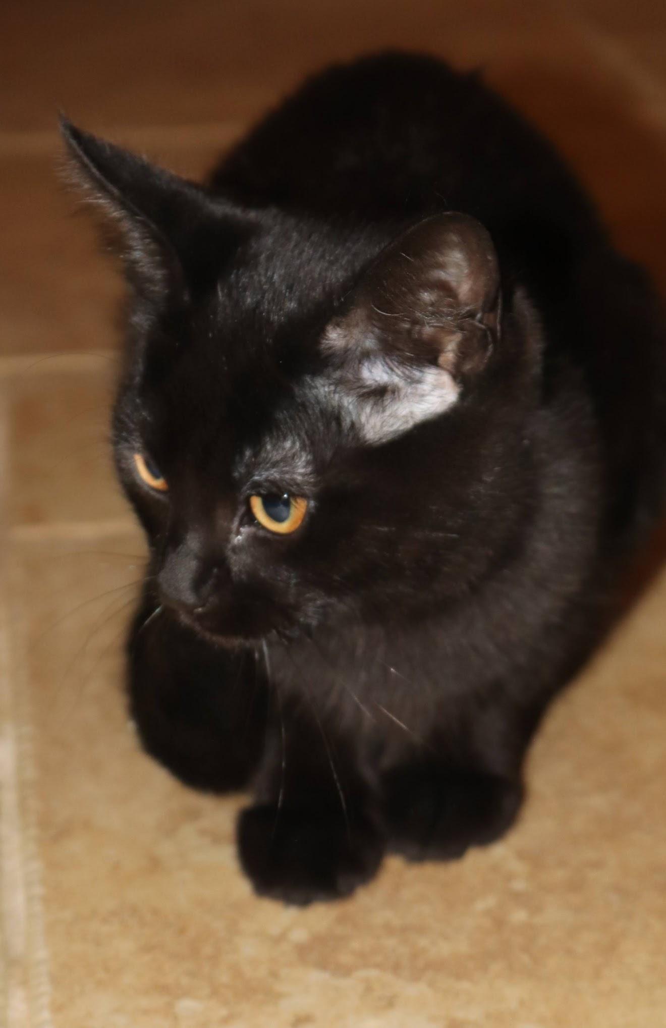 Pepperoni, a Adoptable Domestic Short Hair in Grand Haven, MI image 2/6