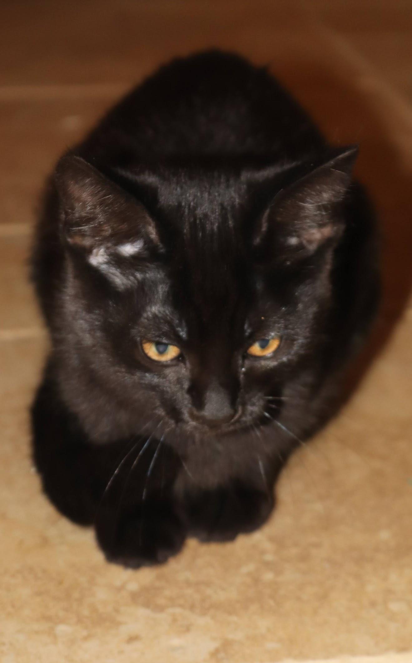 Pepperoni, a Adoptable Domestic Short Hair in Grand Haven, MI image 3/6