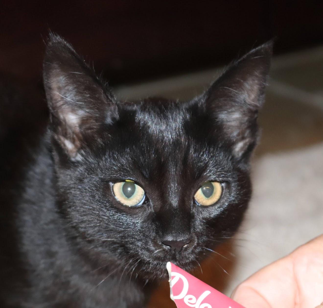 Pepperoni, a Adoptable Domestic Short Hair in Grand Haven, MI image 4/6