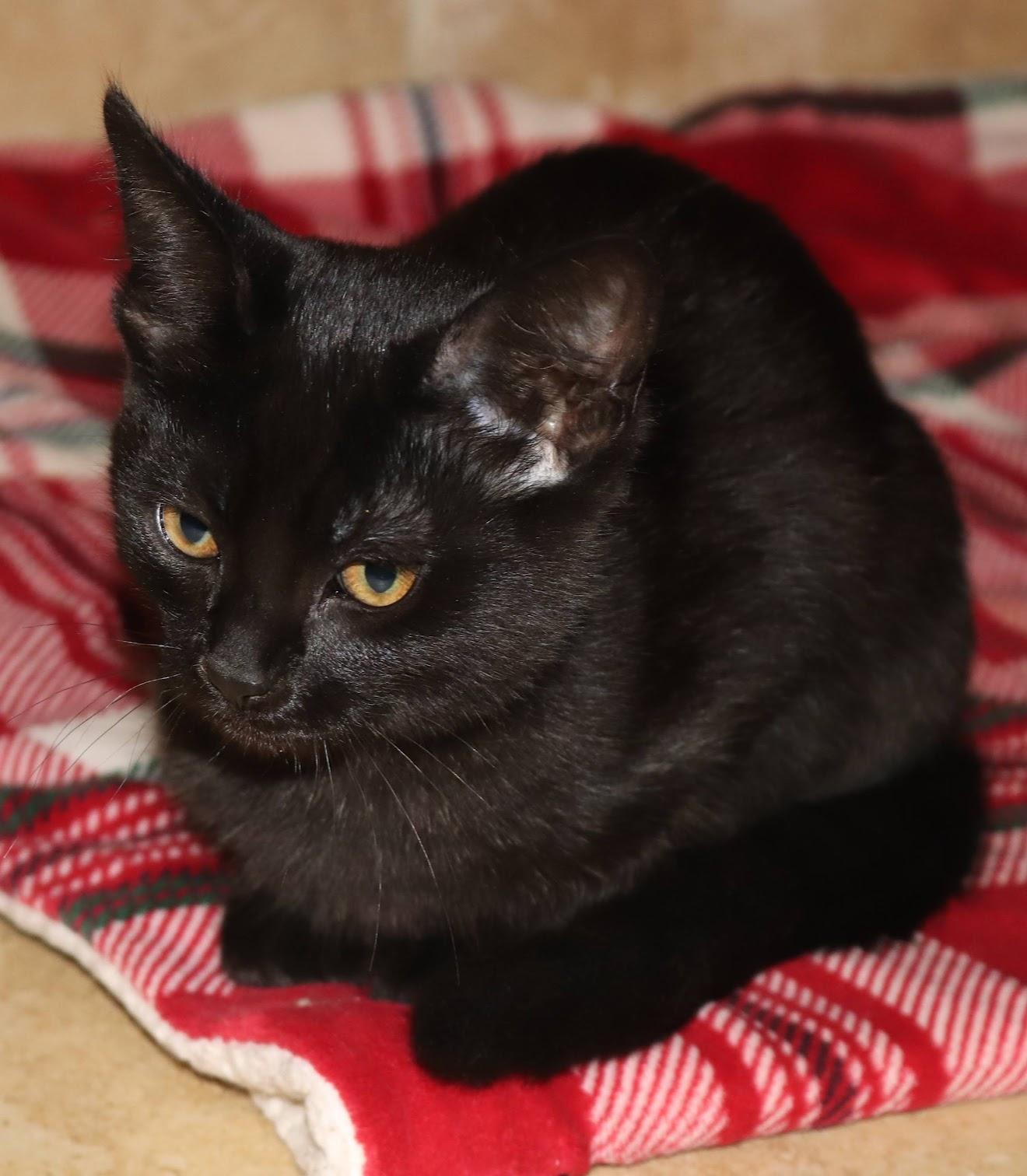 Pepperoni, a Adoptable Domestic Short Hair in Grand Haven, MI image 6/6