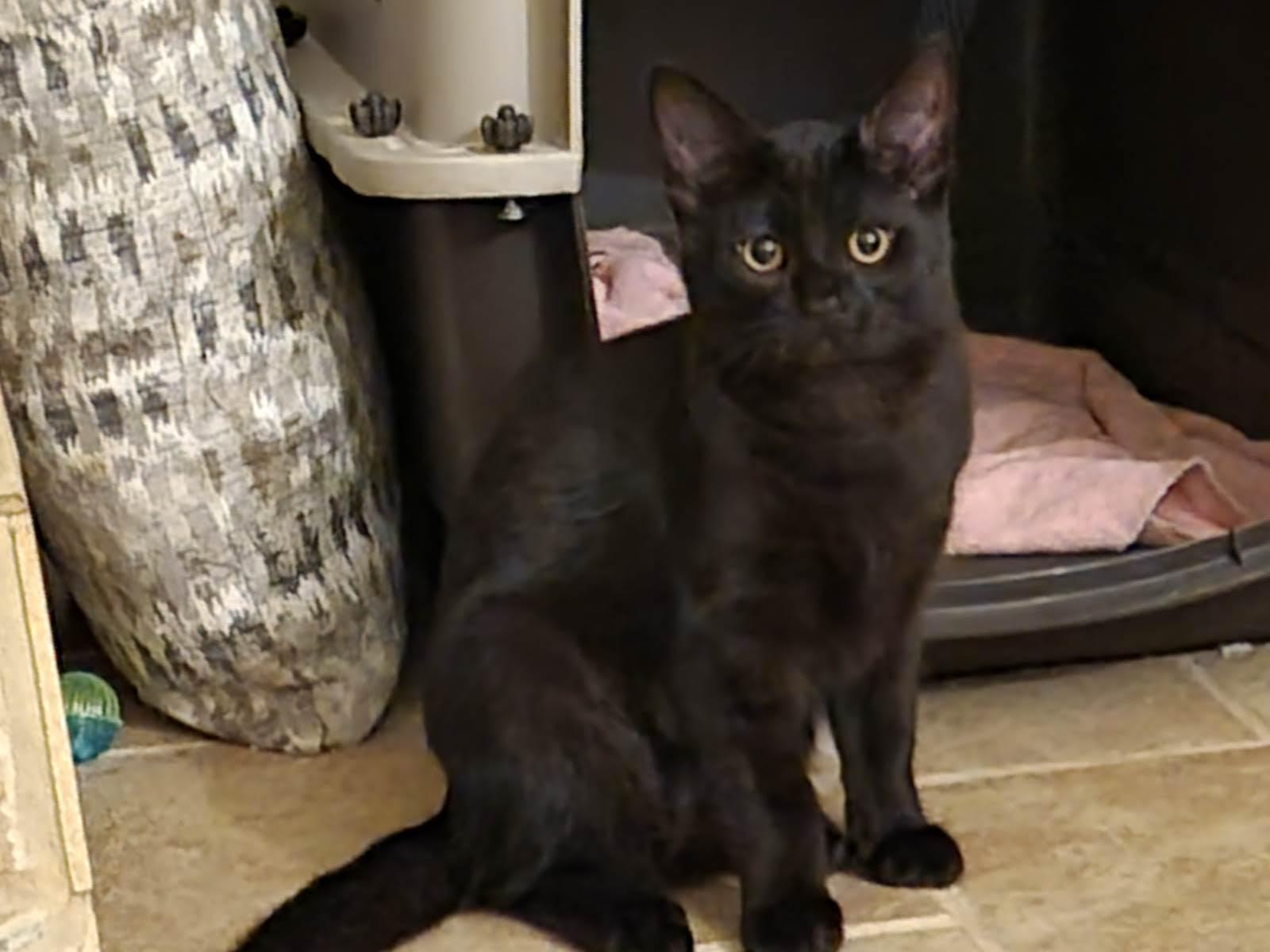 Pepperoni, Adoptable, Kitten Male Domestic Short Hair.