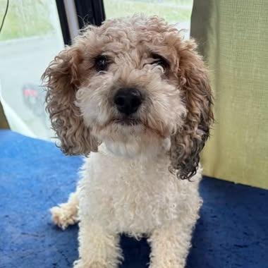 Nola, Adoptable, Young Female Mixed Breed.