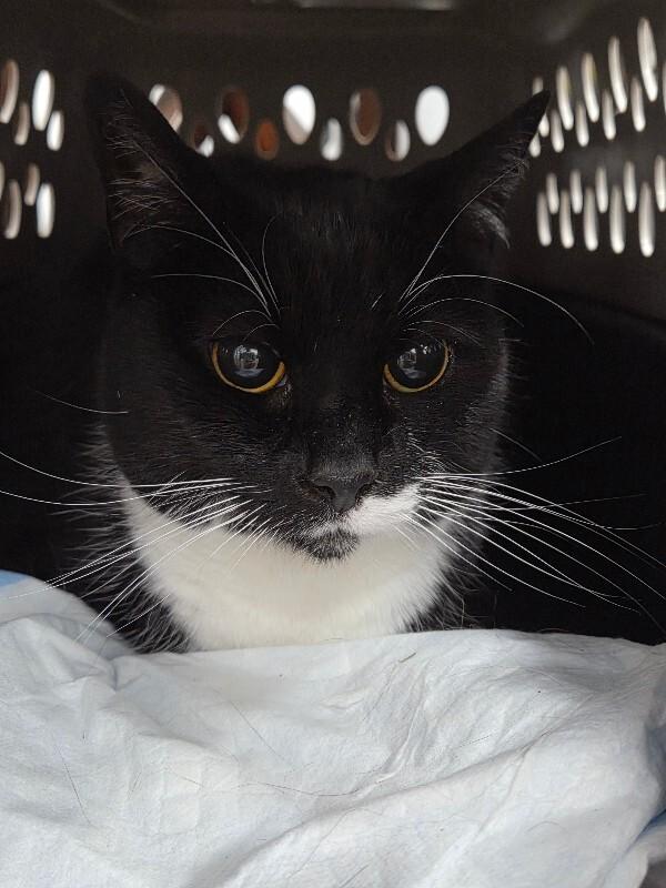 Moo Moo, Adoptable, Adult Female Tuxedo.