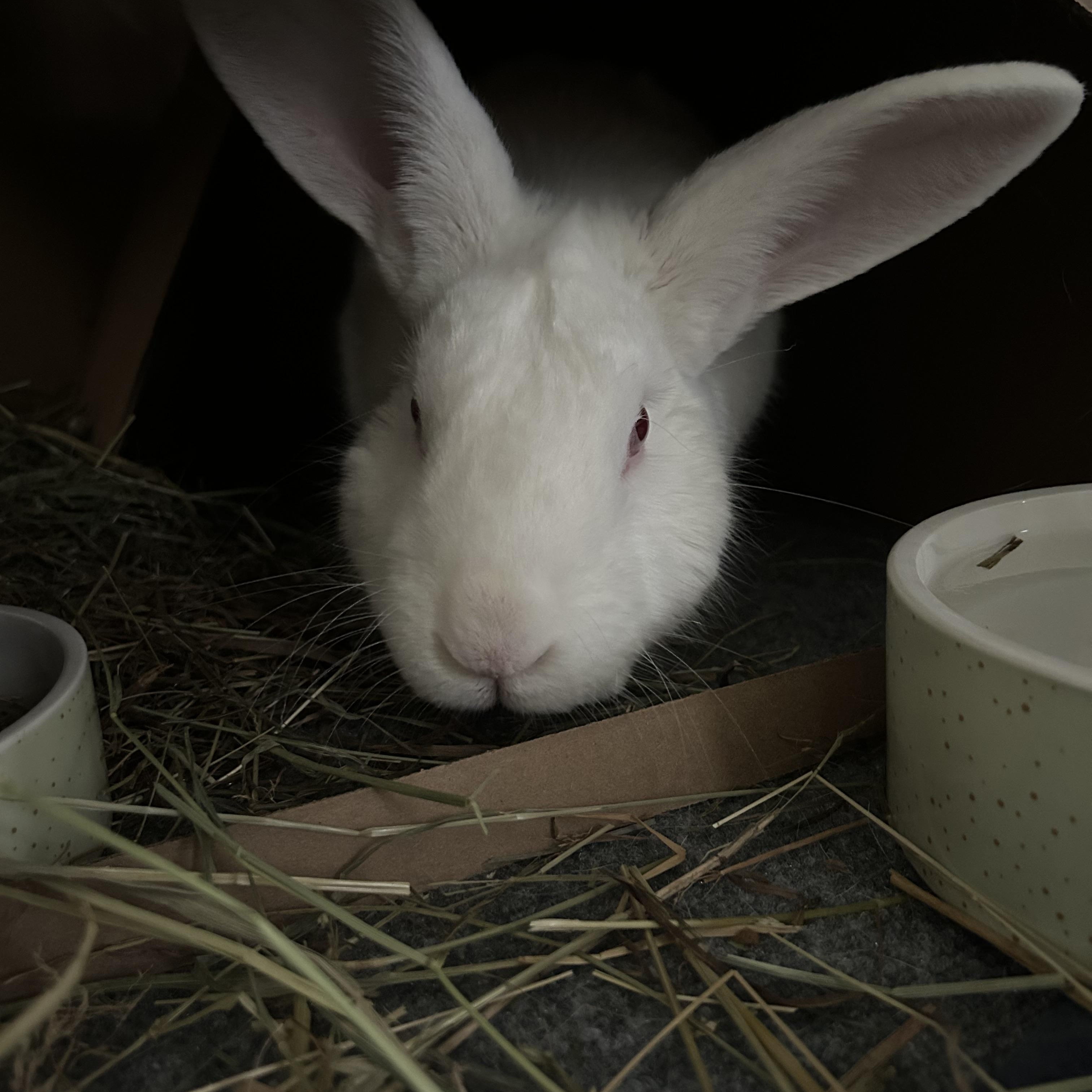 Enlarge Lionel, a Adoptable New Zealand in Stafford Springs, CT image 1/1