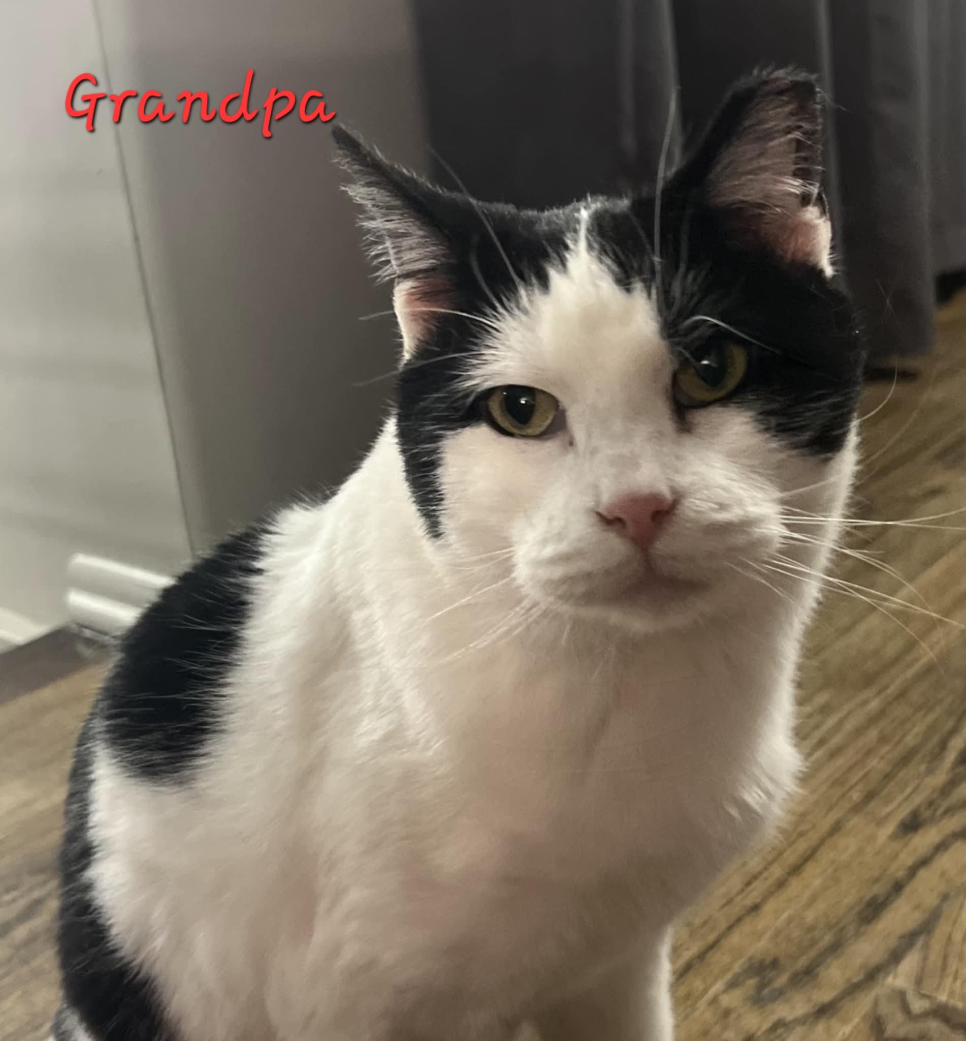 Enlarge Grandpa, a Adoptable Domestic Short Hair in Aurora, NE image 1/1