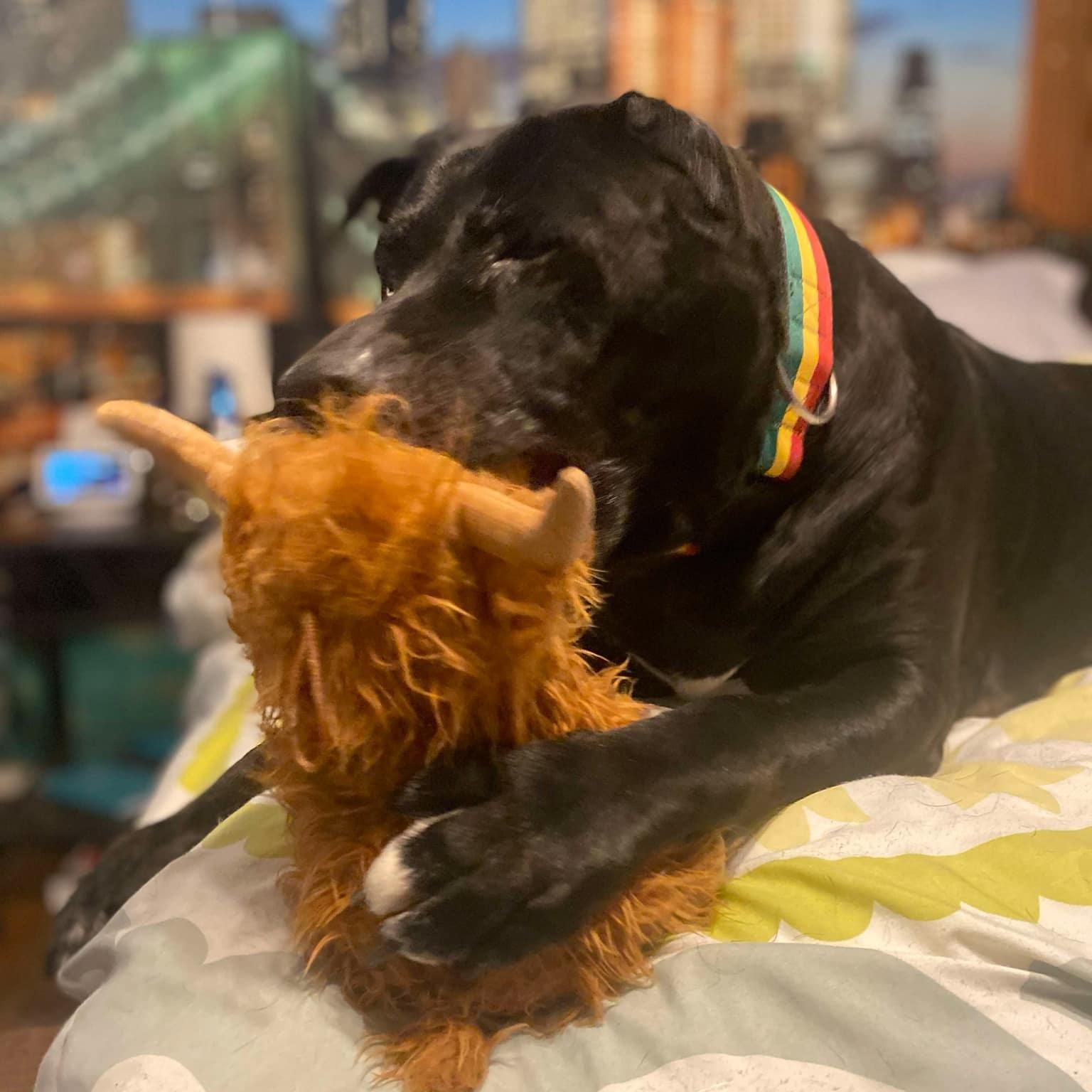 Diamond - senior in foster home