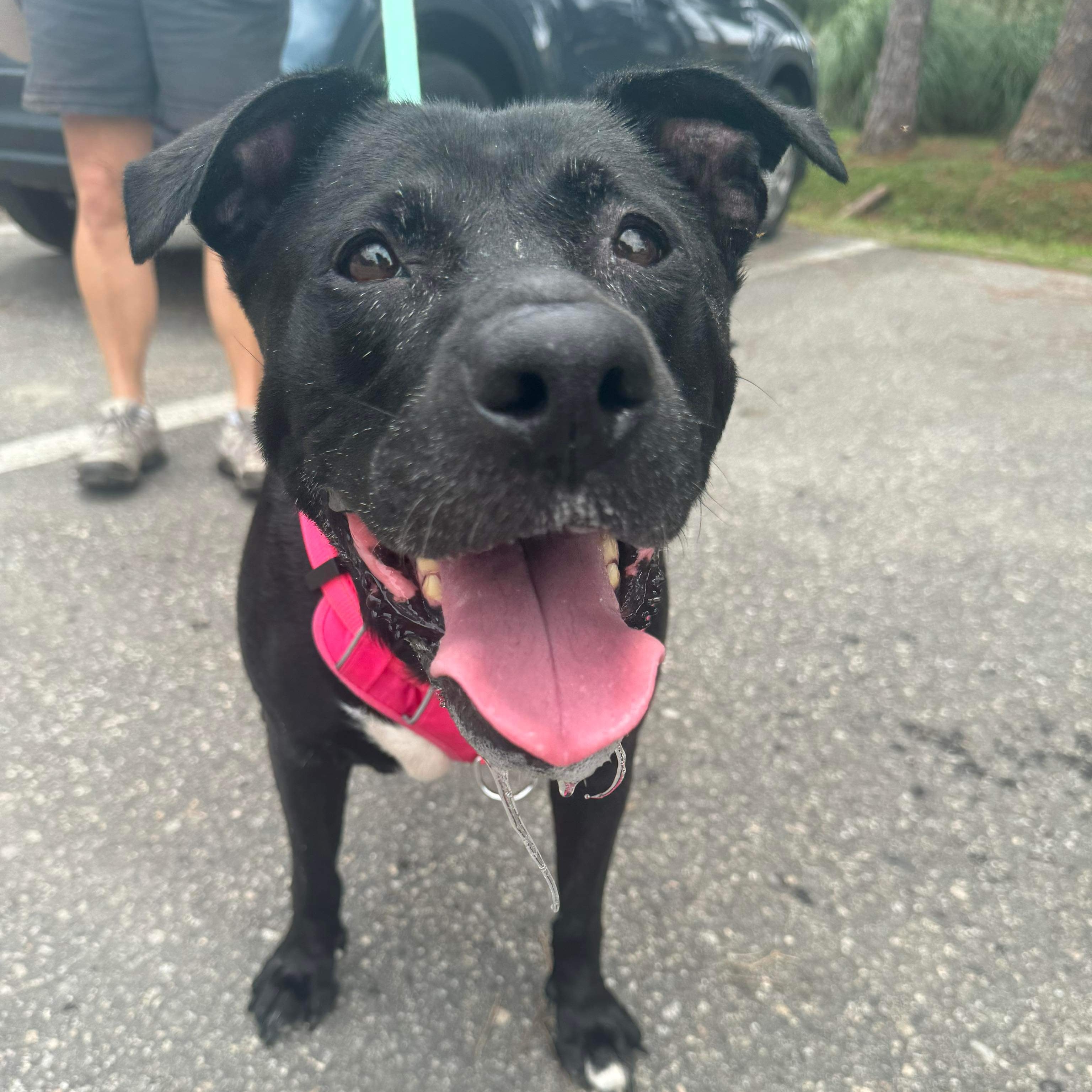 Diamond - senior, a Adoptable Mixed Breed in Myrtle Beach, SC image 2/6