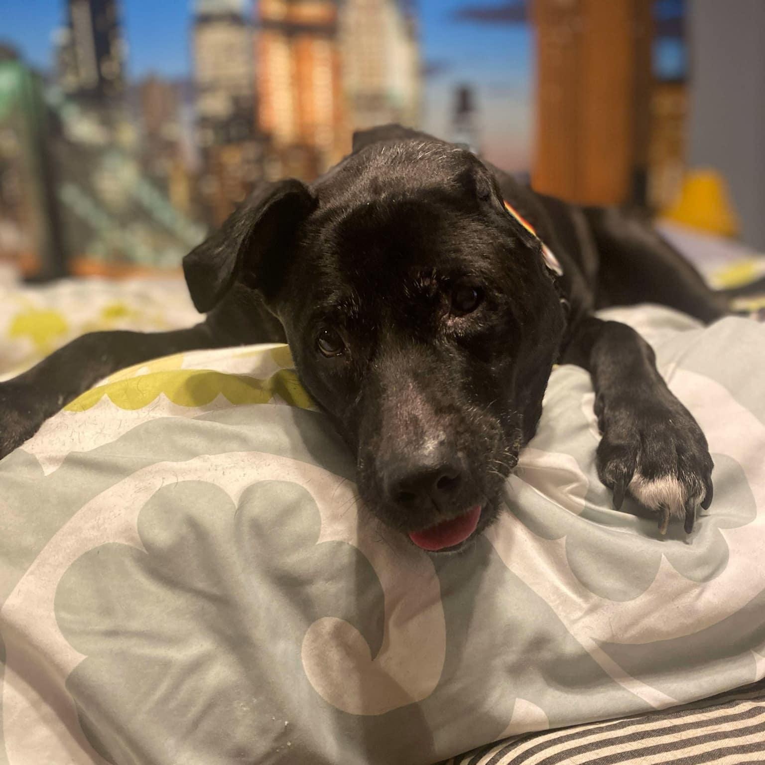 Diamond - senior, Adoptable, Senior Female Mixed Breed.