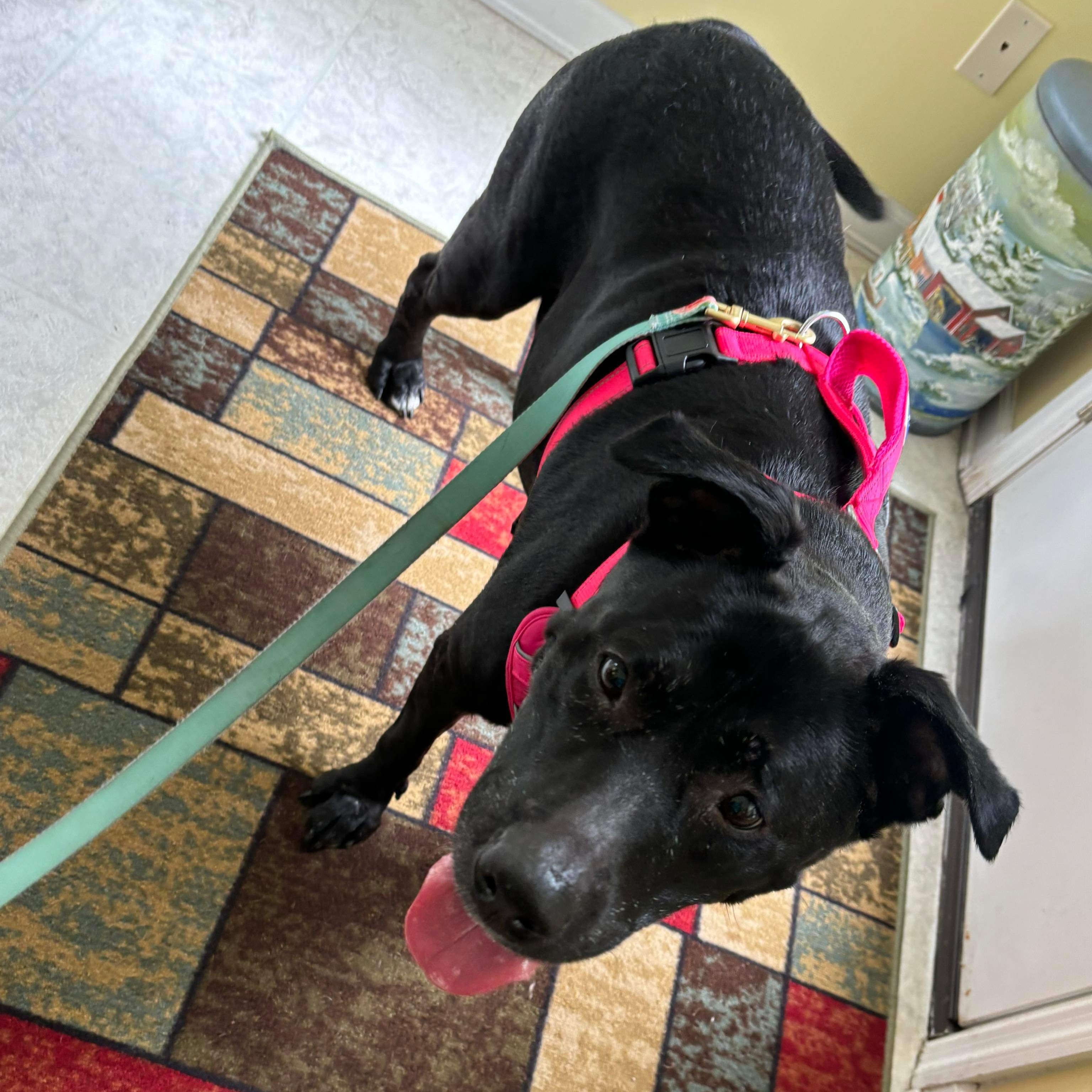 Diamond - senior, an adoptable Mixed Breed in Myrtle Beach, SC, 29577 | Photo Image 4