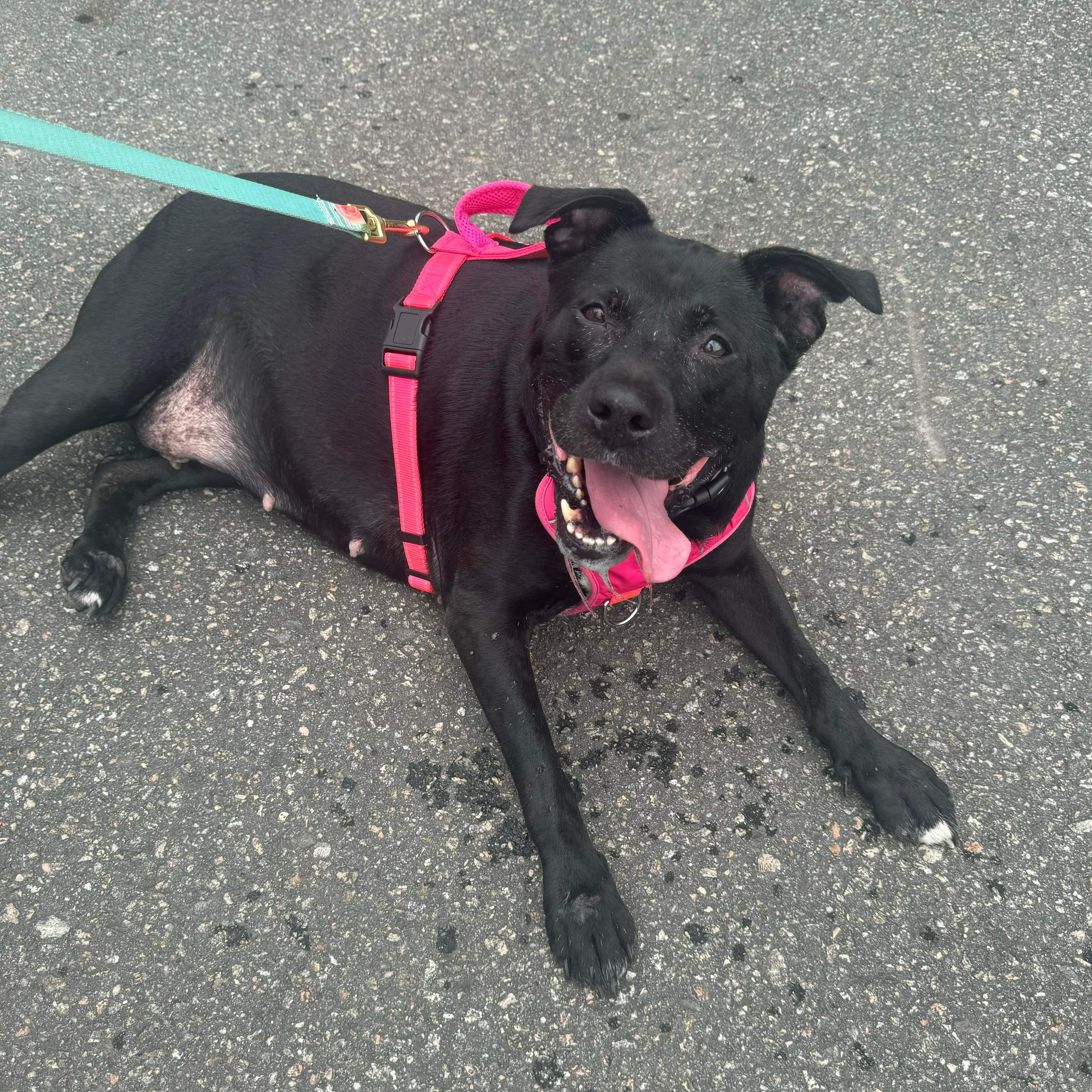 Diamond - senior, a Adoptable Mixed Breed in Myrtle Beach, SC image 6/6