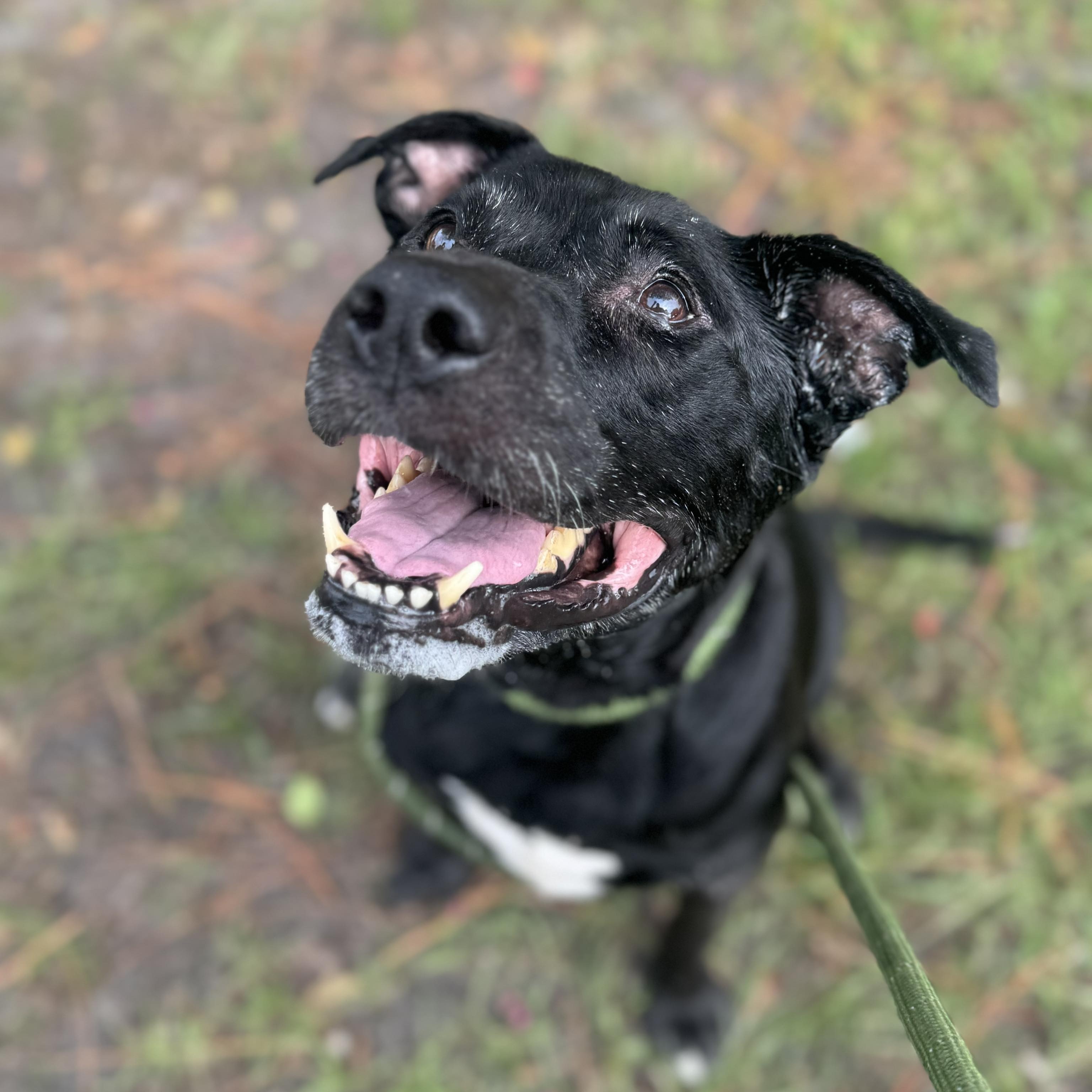 Diamond - senior, a Adoptable Mixed Breed in Myrtle Beach, SC image 5/6