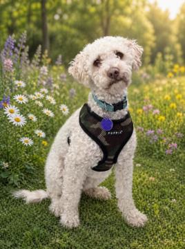 Aimee D6063, Adoptable, Young Female Standard Poodle.