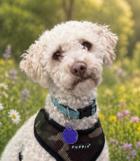 Aimee D6063, a Adoptable Standard Poodle in Fremont, CA image 2/2