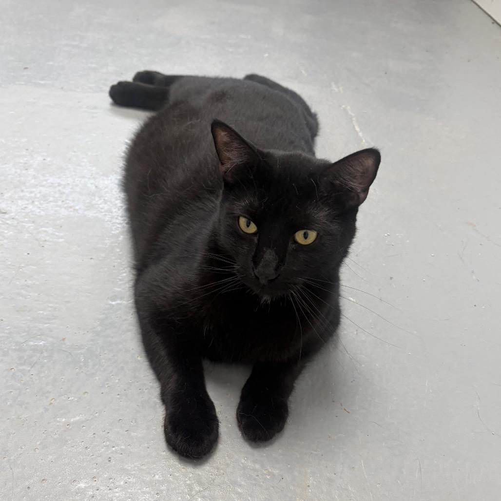 Fire, a Adoptable Domestic Short Hair in Carroll, IA image 1/5