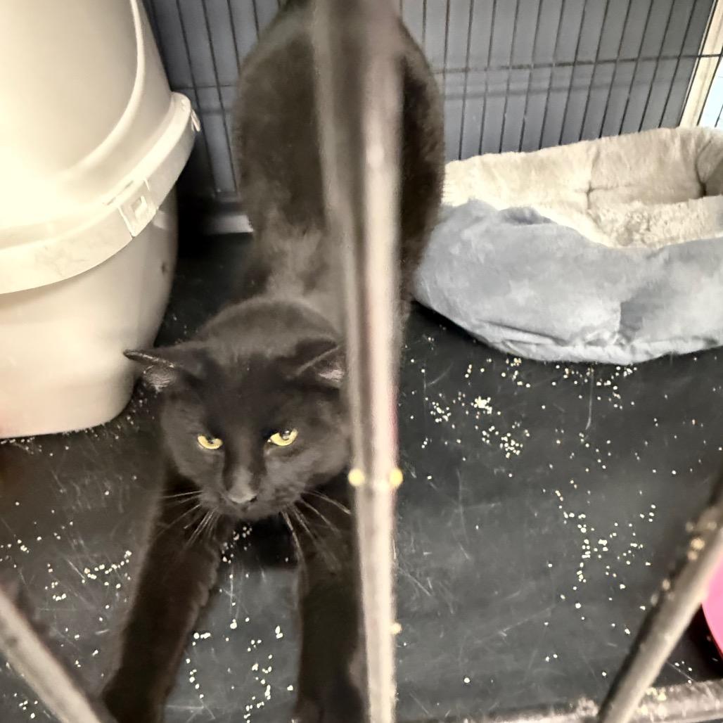 Enlarge Fire, a Adoptable Domestic Short Hair in Carroll, IA image 1/2