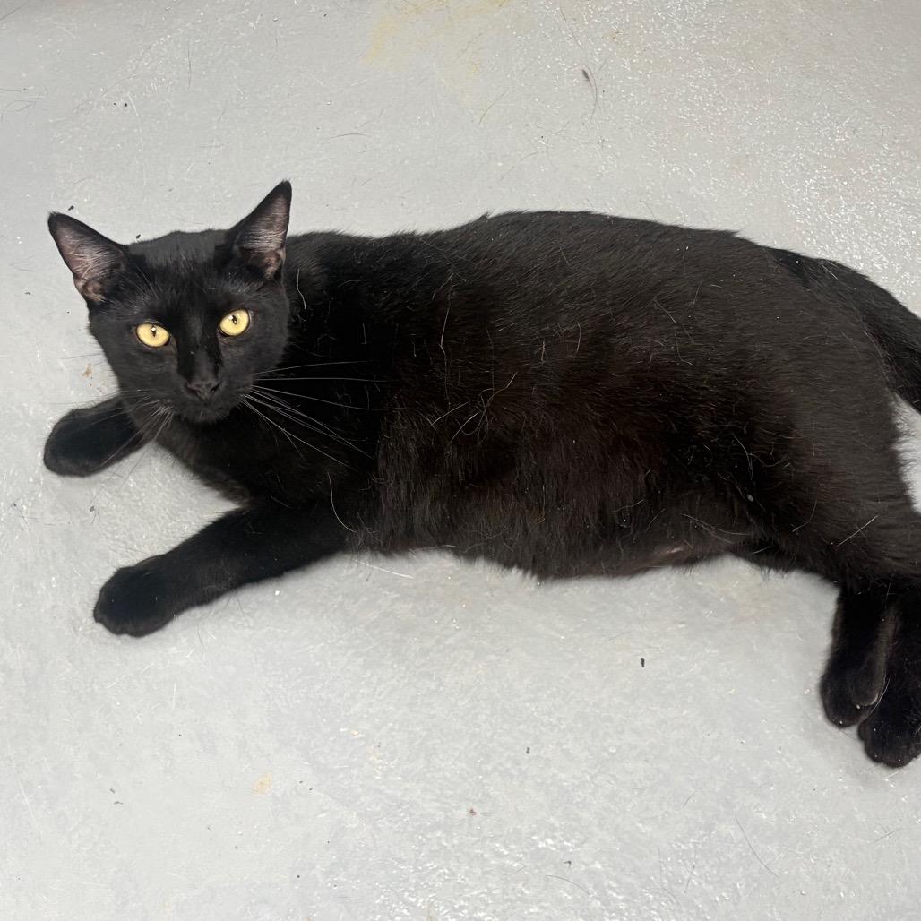 Fire, a Adoptable Domestic Short Hair in Carroll, IA image 3/5