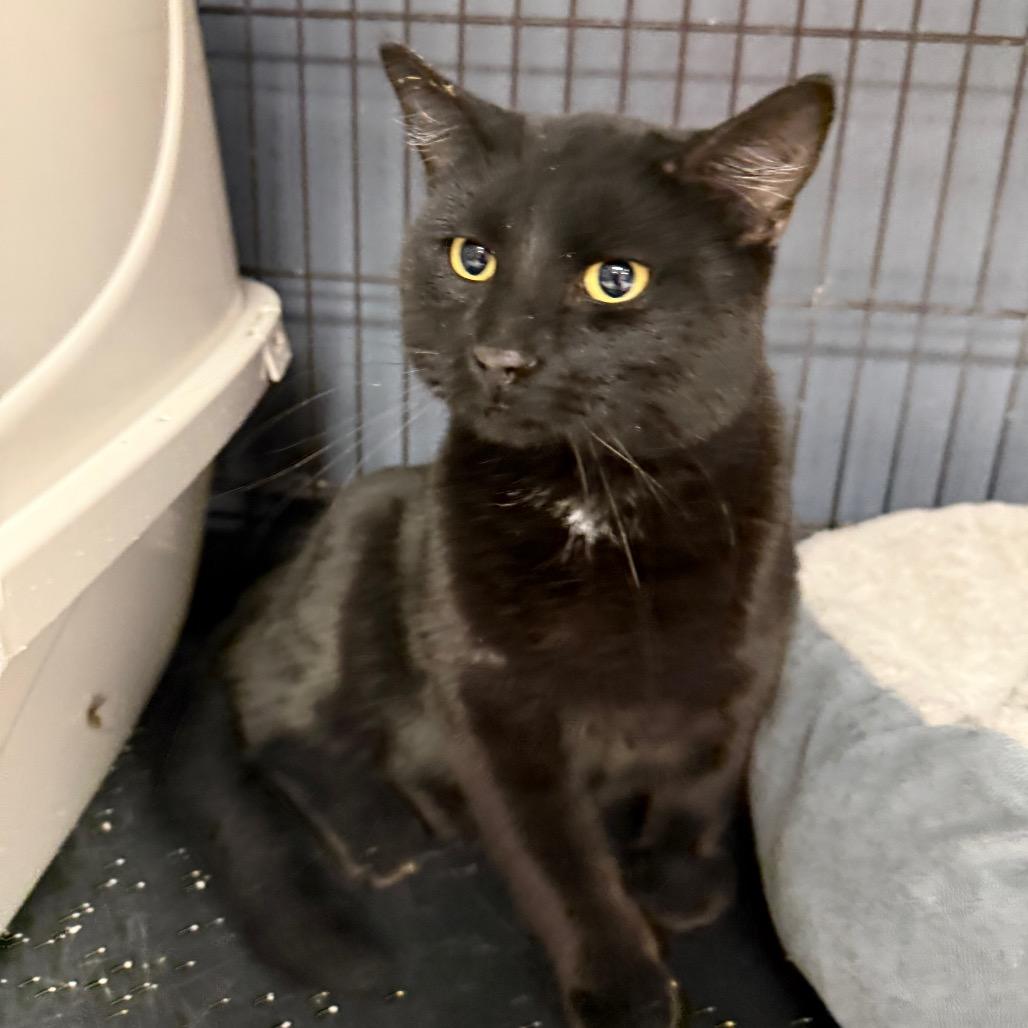 Enlarge Fire, a Adoptable Domestic Short Hair in Carroll, IA image 2/2