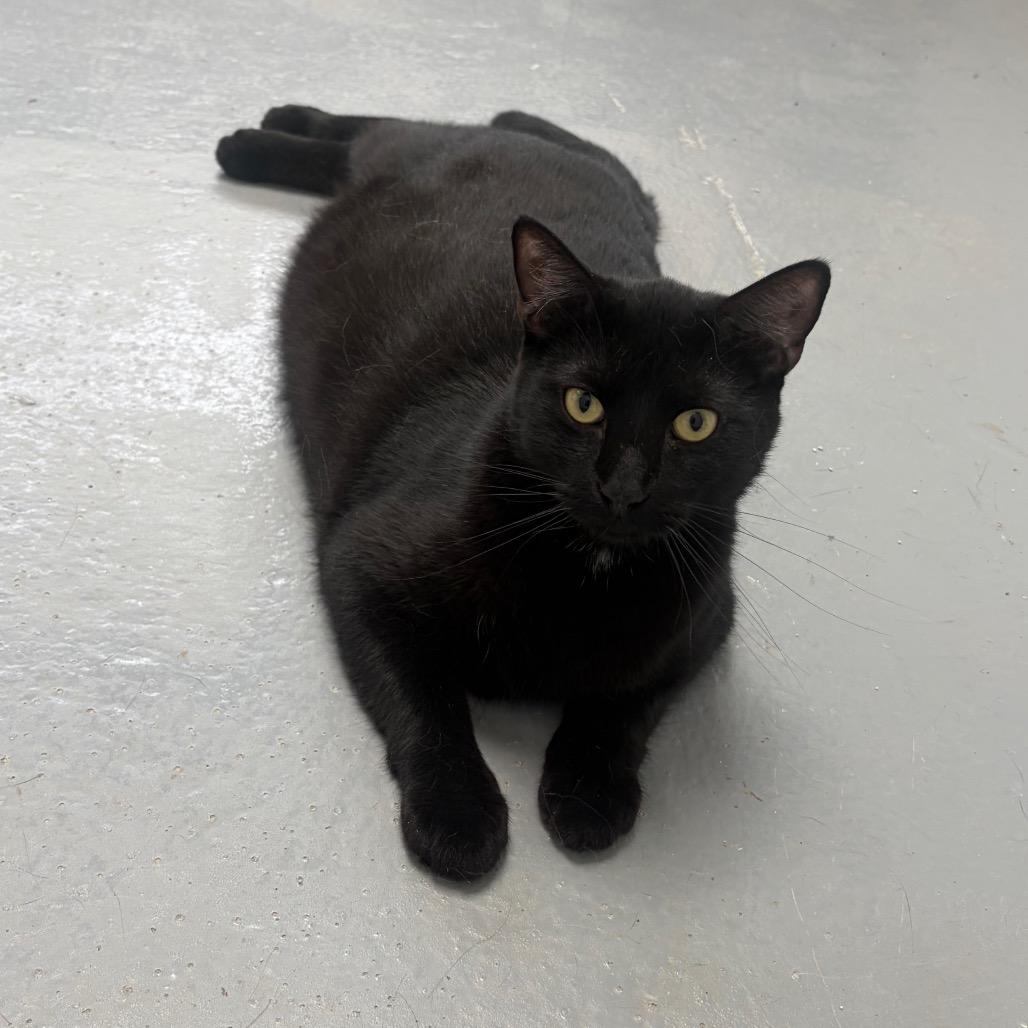 Fire, a Adoptable Domestic Short Hair in Carroll, IA image 5/5